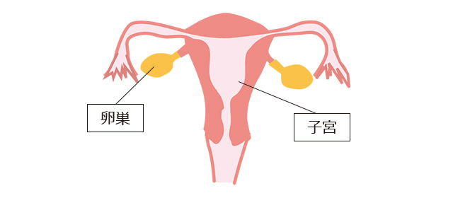 子宮と卵巣の構造イメージ図