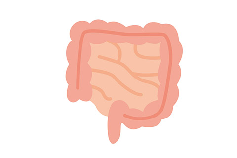 腸のイメージ図